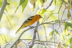 Flame-colored Tanager