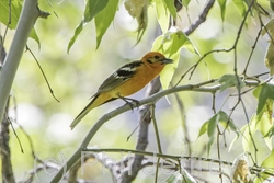 Flame-colored Tanager