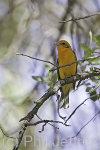 Flame-colored Tanager