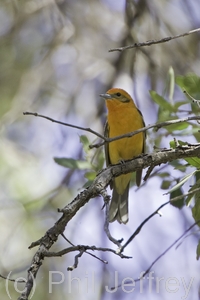 Flame-colored Tanager