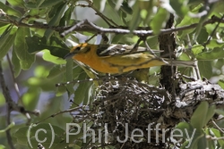 Flame-colored Tanager