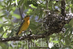 Flame-colored Tanager