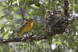 Flame-colored Tanager