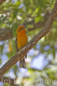 Flame-colored Tanager