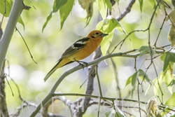 Flame-colored Tanager