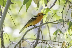 Flame-colored Tanager