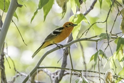 Flame-colored Tanager