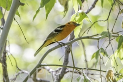 Flame-colored Tanager