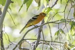 Flame-colored Tanager