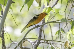 Flame-colored Tanager