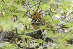 Flame-colored Tanager