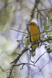 Flame-colored Tanager