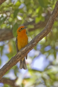 Flame-colored Tanager