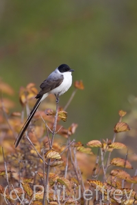 Fork-tailed Flycatcher