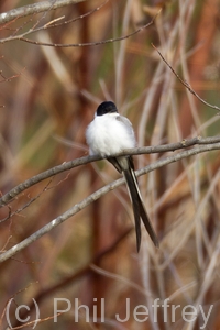 Fork-tailed Flycatcher