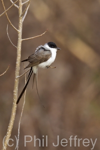 Fork-tailed Flycatcher