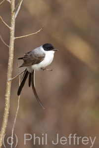 Fork-tailed Flycatcher