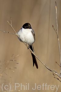 Fork-tailed Flycatcher