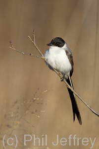 Fork-tailed Flycatcher