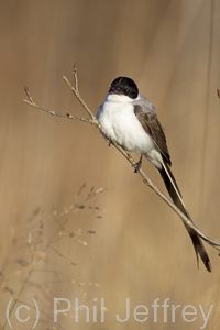Fork-tailed Flycatcher