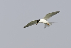 Forsters Tern