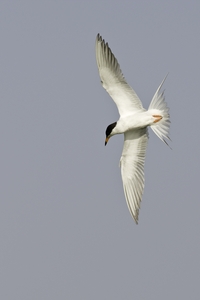 Forsters Tern