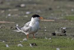 Forsters Tern