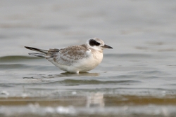 Forsters Tern