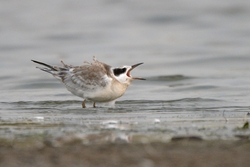 Forsters Tern