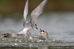 Forsters Tern