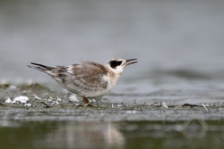 Forsters Tern