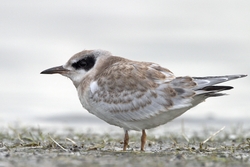 Forsters Tern