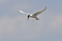 Forsters Tern
