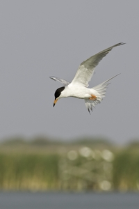 Forsters Tern