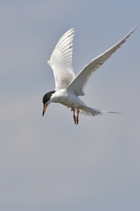 Forsters Tern