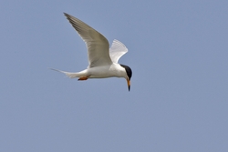 Forsters Tern