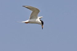 Forsters Tern