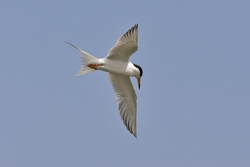 Forsters Tern
