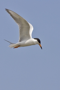 Forsters Tern