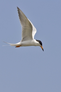 Forsters Tern