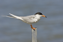 Forsters Tern