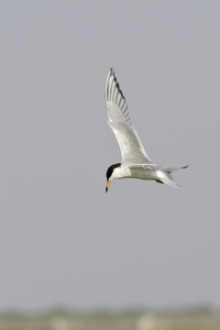 Forsters Tern