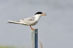 Forsters Tern