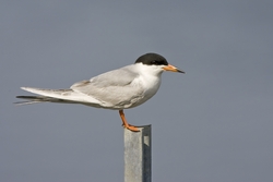Forsters Tern