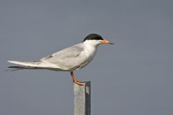 Forsters Tern