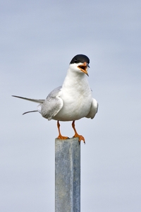 Forsters Tern