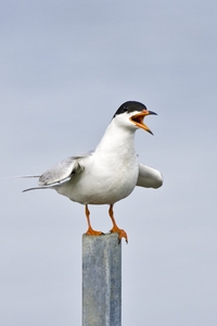 Forsters Tern