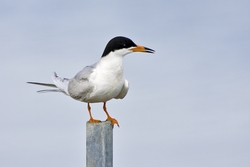 Forsters Tern