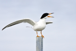 Forsters Tern