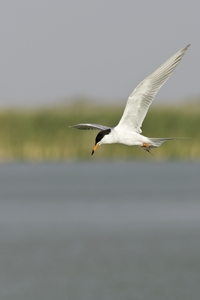Forsters Tern